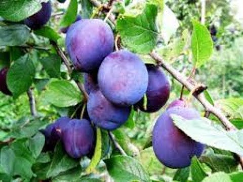 Видео: Сливовица 2