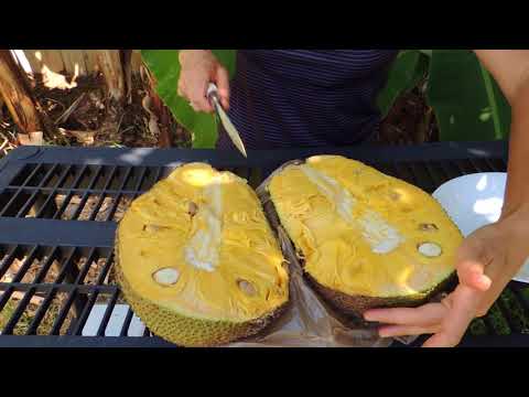 Видео: Джекфрут.  Jackfruit.
