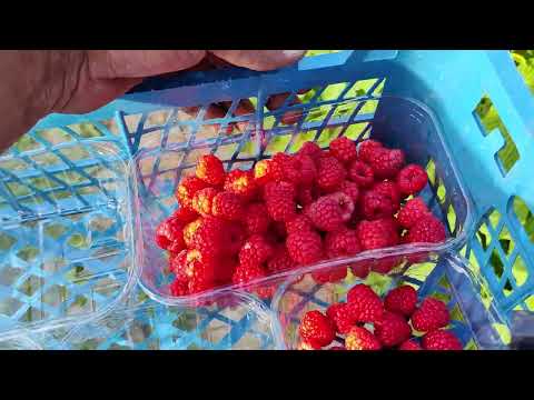 Видео: малина квели на 23 июня 2023