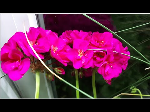 Видео: Моя СХЕМА подкормки пеларгонии ДЛЯ ПЫШНОГО ЦВЕТЕНИЯ. Всего ЧЕТЫРЕ удобрения для пеларгонии / герани