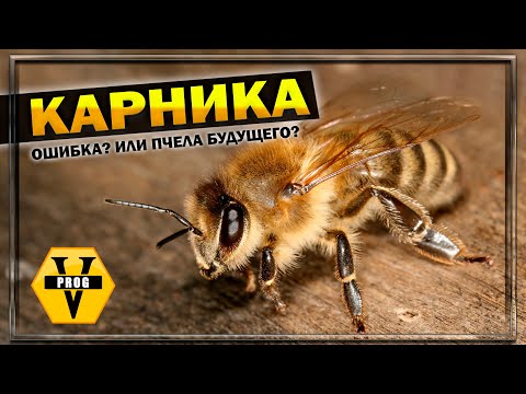 Видео: КАРНИКА. Ошибка или пчела будущего? Какой итог о данной расе