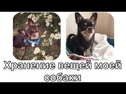 Видео: Хранение вещей моей собаки. Как мы храним игрушки и одежду чихуахуа Арчи