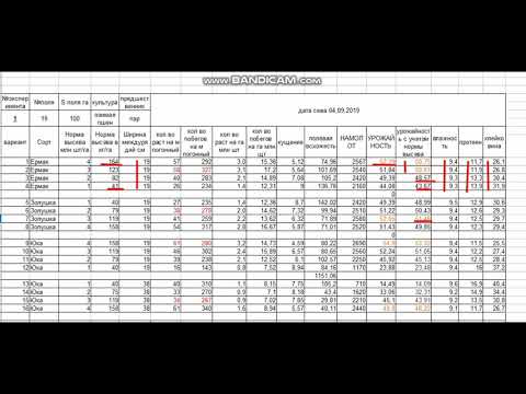 Видео: Результат уборки пшеницы с междурядьем 57, 38, 19 см.