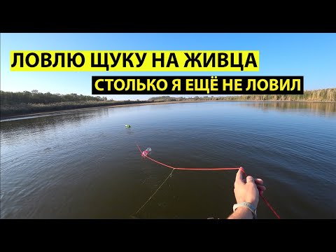 Видео: Столько щуки я ещё не ловил. Открытие сезона.