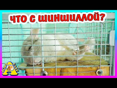 Видео: Что случилось с шиншиллой? /  ЗООПОКУПКИ / Хомячиха родила? / Alisa Easy Pets