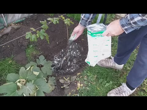 Видео: Простейшее укрытие однолетнего саженца. Улучшеная посадка саженца винограда на место старого.