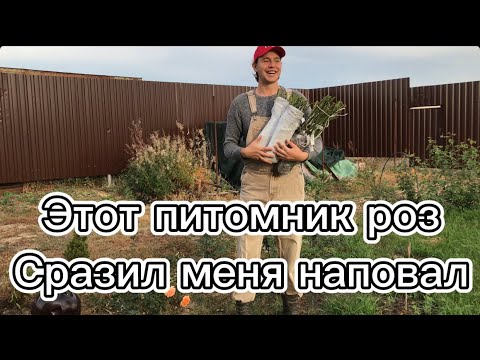 Видео: Композиция и план посадки роз + обзор саженцев из двух питомников