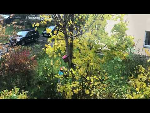 Видео: 10505. Эстония. Всё ли возможно преодолеть?#слюбовьюизэстонии #жизньвэстонии #novatinafilm #vlog 
