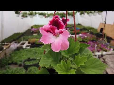 Видео: Спасаем Герань!! Петуния И Пеларгония В Теплице  Клубника И Не Только. Обзор.4