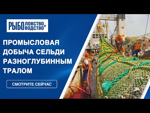 Видео: Промысловый лов сельди разноглубинным тралом Атлантика-1340 в Баренцевом море