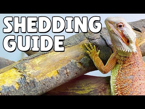 Видео: Что делать, когда ваша бородатая агама линяет