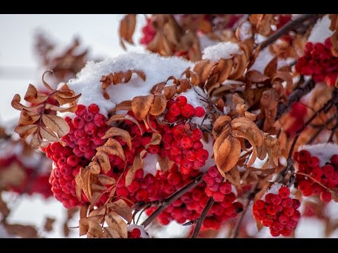 Видео: МАРА   Где-то Моя Любовь....