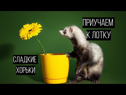 Видео: Как ПРИУЧИТЬ К ЛОТКУ / сладкие хорьки