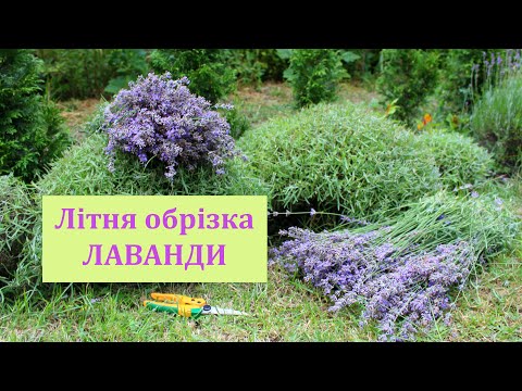 Видео: ЛАВАНДА Літня обрізка✂️ Способи обрізки лаванди. When, Why and How to Prune Lavender