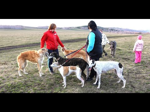 Видео: УИППЕТ. СОЦИАЛИЗАЦИЯ.