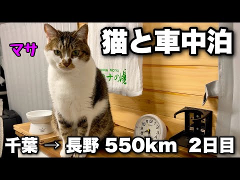 Видео: Поход на автомобиле с моей кошкой | День 2 из 3-дневного и 4-дневного путешествия