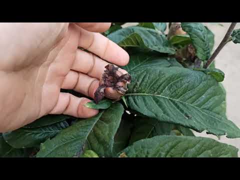 Видео: Шокиращо многообразие от Грозде сортове и други плодни екстри при бай Георги