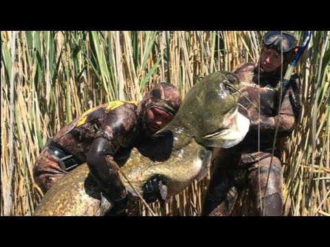 Видео: Самые Большие Рыбы " ВСТРЕЧА с ГИГАНТАМИ ".Огромный Сом 89кг! Подводная охота 2019