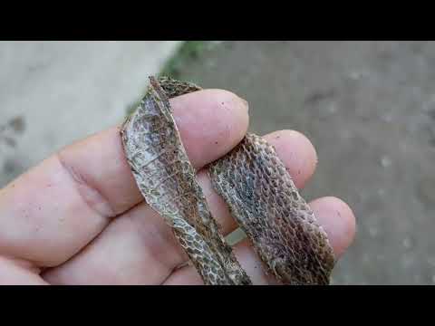 Видео: Начало ноября .Цыплятам месяц.The beginning of November. The chickens are a month old.