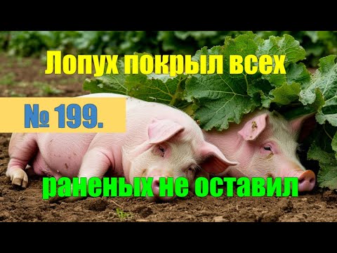 Видео: № 199. Классика жанра. Лопухом накрыло всех.#антимошенники #разводилы #борьбасмошенниками