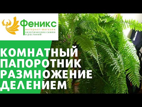 Видео: Комнатный папоротник размножение, деление куста