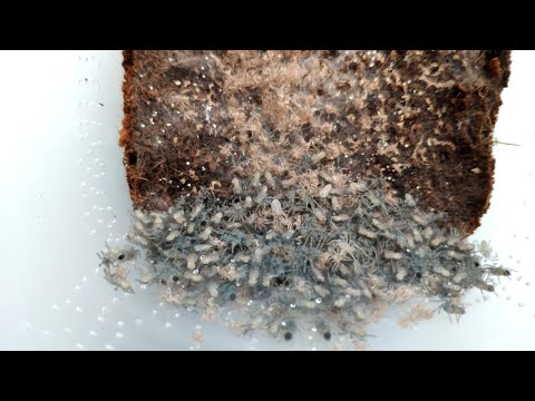 Видео: Пересадка паучьей молоди. Малыши пауков птицеедов. Уход.