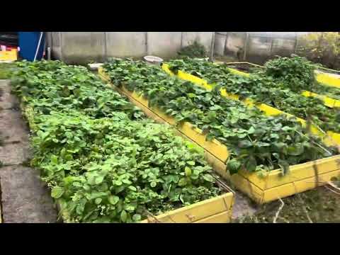 Видео: Карельские чудеса 