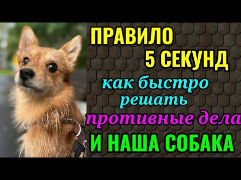 Видео: Правило 5 секунд, которое поможет Вам быстро решать неприятные вопросы. И фото нашей собачки)