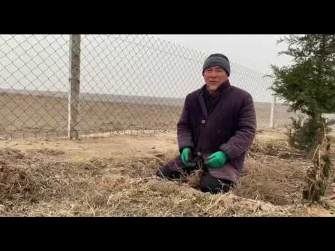 Видео: Кыргыз кыштак айылында ушундай иш болду