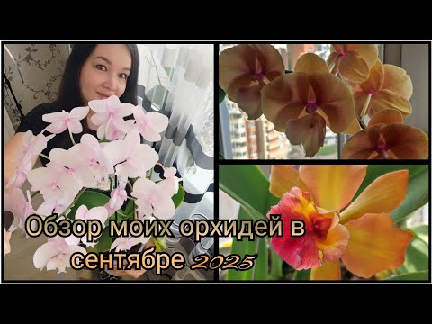 Видео: Обзор моих орхидей в сентябре 2025 г.#обзор#2025#flowers#funny#plants 