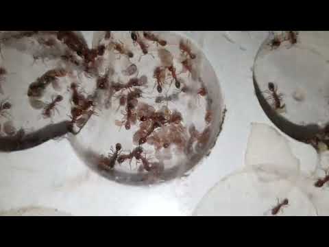 Видео: manica rubida небольшой обзорчик.