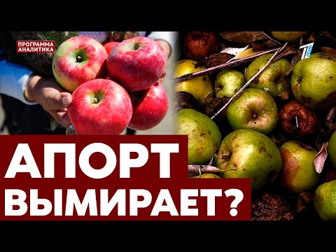 Видео: Алматинский апорт: как выживает официальный казахстанский бренд?