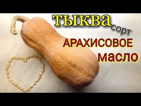 Видео: Обзор-Отзыв/ Сорт тыквы "АРАХИСОВОЕ МАСЛО" и лагенария/ Московская обл. #pumpkin #review