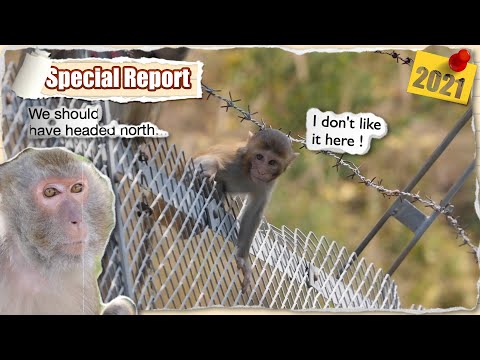 Видео: Преследуемое гибридное войско 🐒🦍