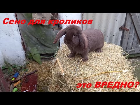 Видео: Чем кормить зимой кроликов.