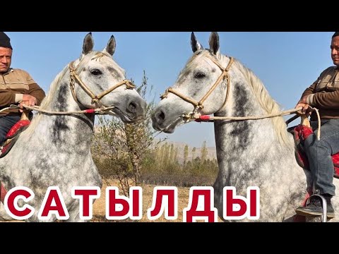 Видео: Шухрат Аажыда Асман Рысак🔥