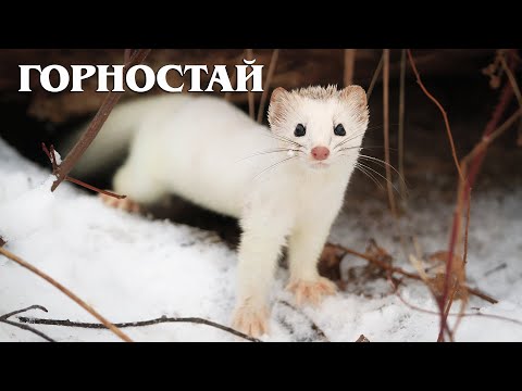 Видео: Горностай: Эффективный хищник | Интересные факты про горностая