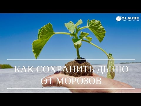 Видео: ВЫРАЩИВАНИЕ ДЫНИ В ЗАМОРОЗКИ | ДЫНЯ МАЗИН F1 В ТОННЕЛЯХ