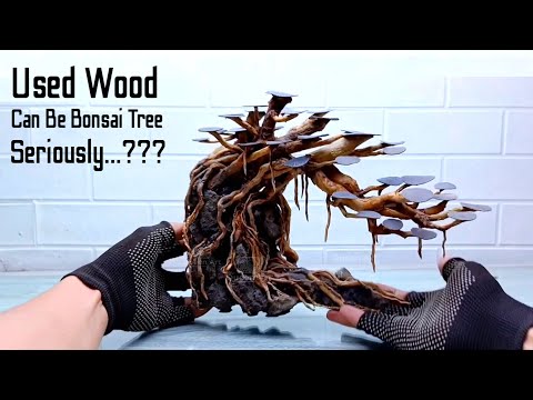 Видео: Создание деревьев бонсай из использованной древесины ||  Бонсай Акваскейп