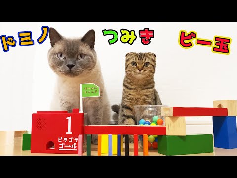 Видео: Кошки, блоки и мраморная дорожка