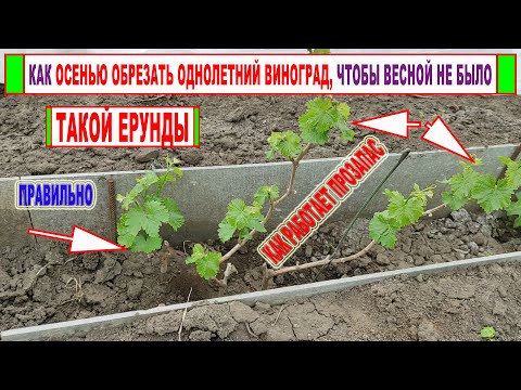 Видео: 🍇 Длинный ролик про ТО, как НЕ НУЖНО обрезать ОДНОЛЕТНИЕ КУСТЫ ВИНОГРАДА! Рекомендую северянам)))