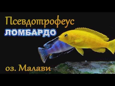 Видео: Псевдотрофеус Ломбардо
