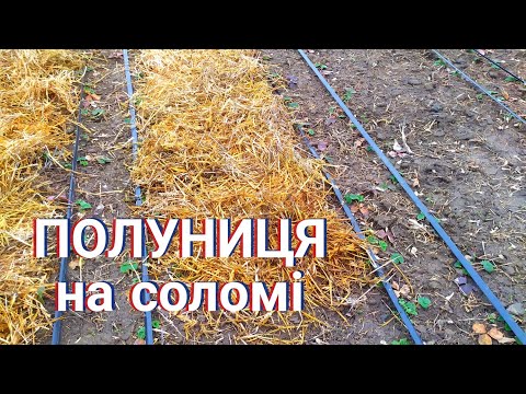 Видео: Вирощування полуниці. Надворі зима а ми на городі. Мульчування полуниці