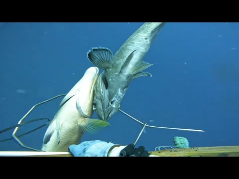 Видео: большой негодяй и свинья