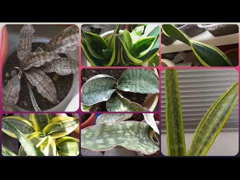 Видео: Пересадка присланных сансевиерий🌱 Обработка обнаруженной ранки👩‍⚕️Небольшой обзор всех сансевиерий😊