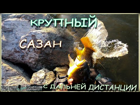 Видео: Охота на сазана с рогатки