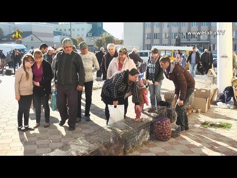 Видео: Виставка-ярмарок домашніх декоративних тварин