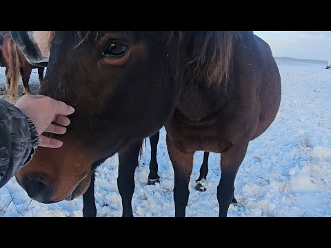 Видео: Очень редко обращаем внимание.|Гнедые лошади в нашем табуне.