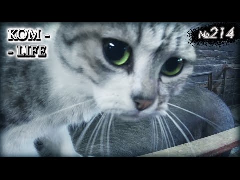 Видео: Придавила 4 поросят за один присест...