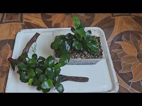 Видео: Анубиасы и коряжки